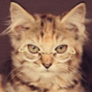 Meet your Posher, Content